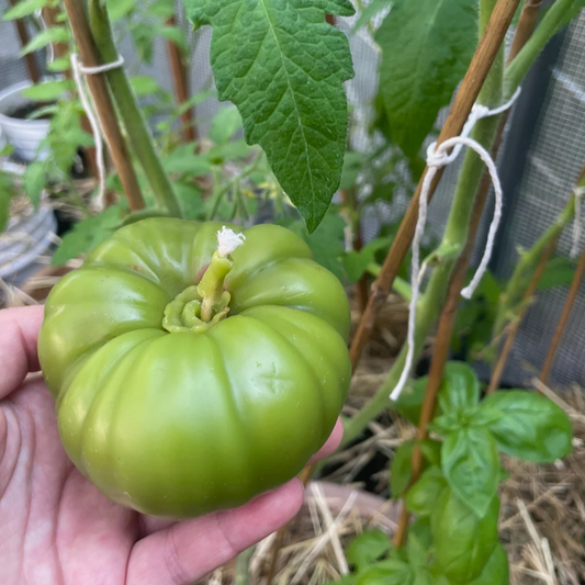 Green Tomato Beeswax Candle