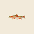 Rainbow Trout Sticker