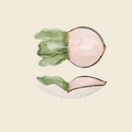 Pink Radish Dish