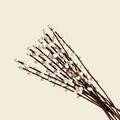 One Felt Pussy Willow Stem