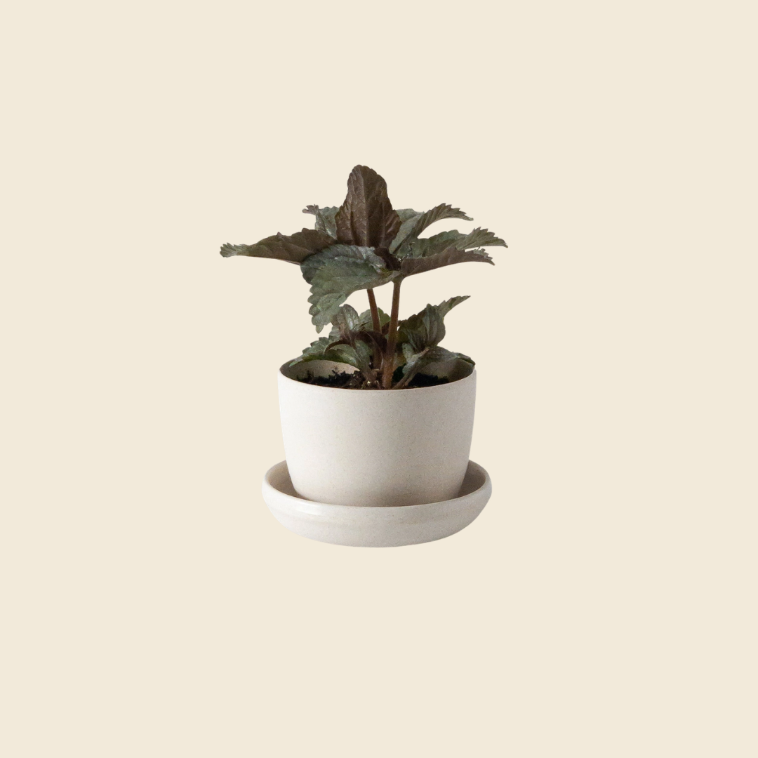 Bamboo Fiber Planter Pot