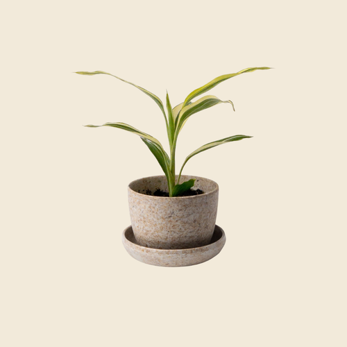 Rice Husk Mini Planter Pot