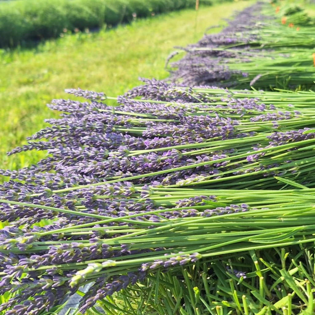 Dried French Lavender Bouquet