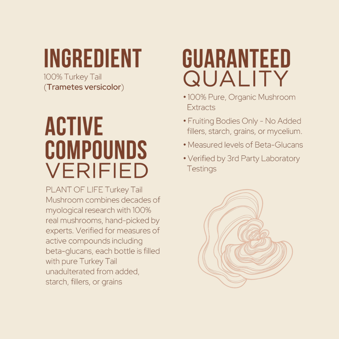 Turkey Tail Mushroom Capsules