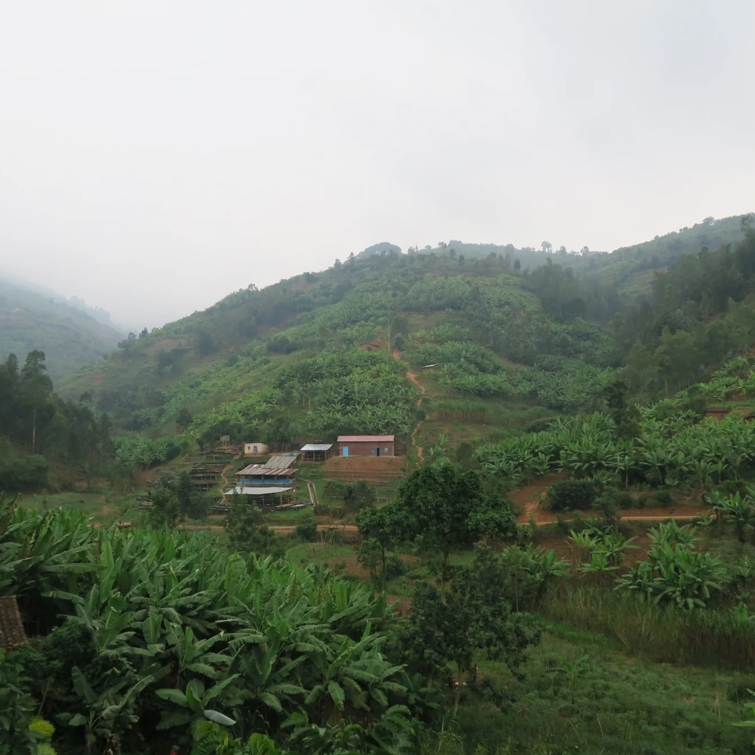 The Artery Lighthouse: Light Roast