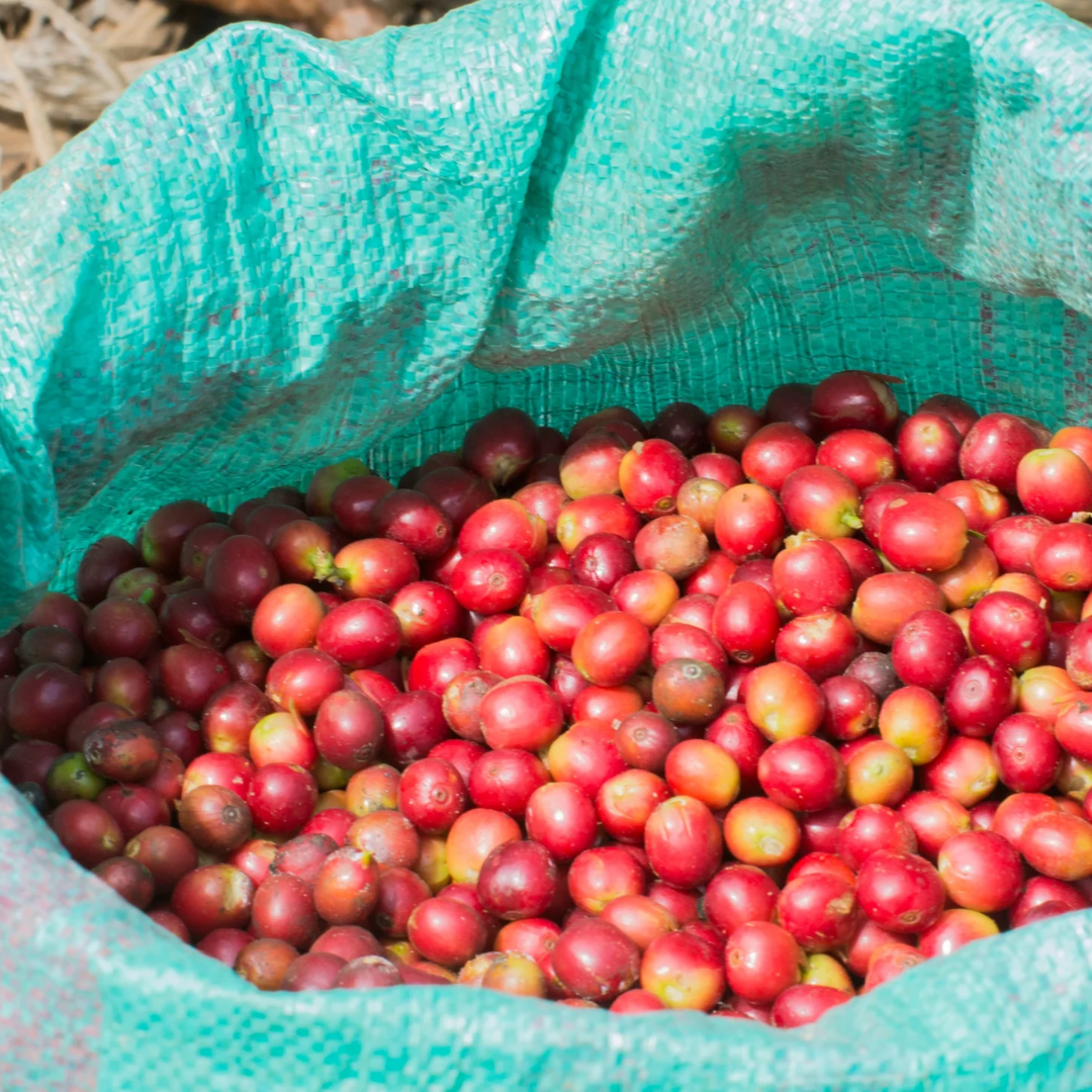 The Artery Lighthouse: Light Roast
