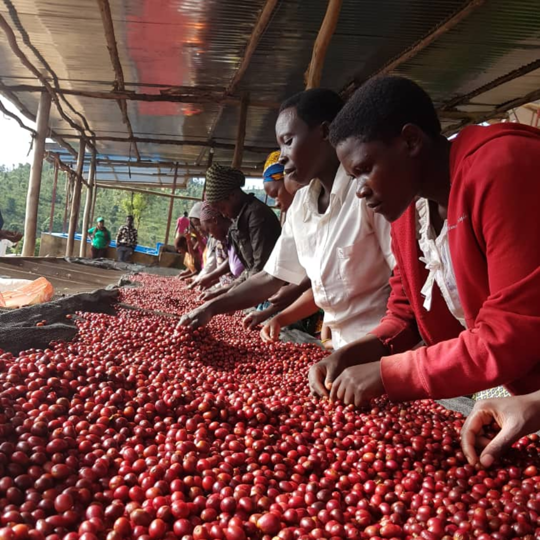 The Artery Mary's Finest: Medium Blend