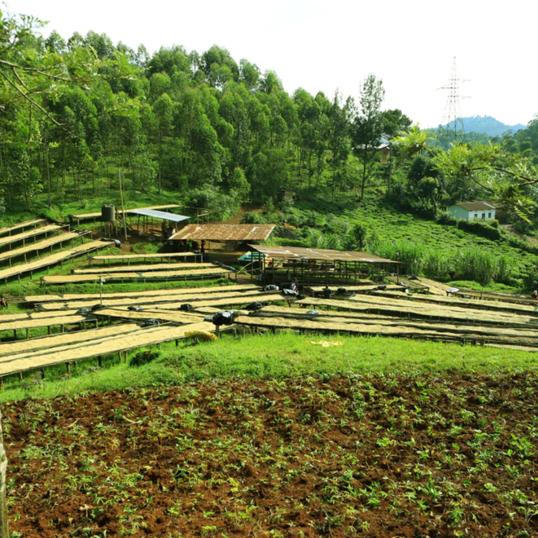 The Artery Stephen Hawkbean: Dark Roast