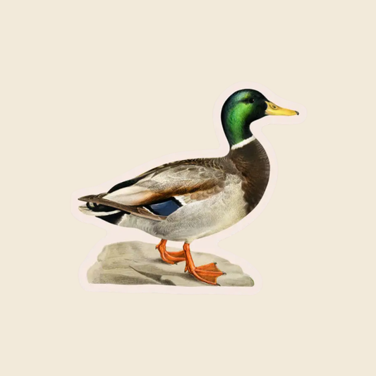 Mallard Gap Filler Sticker