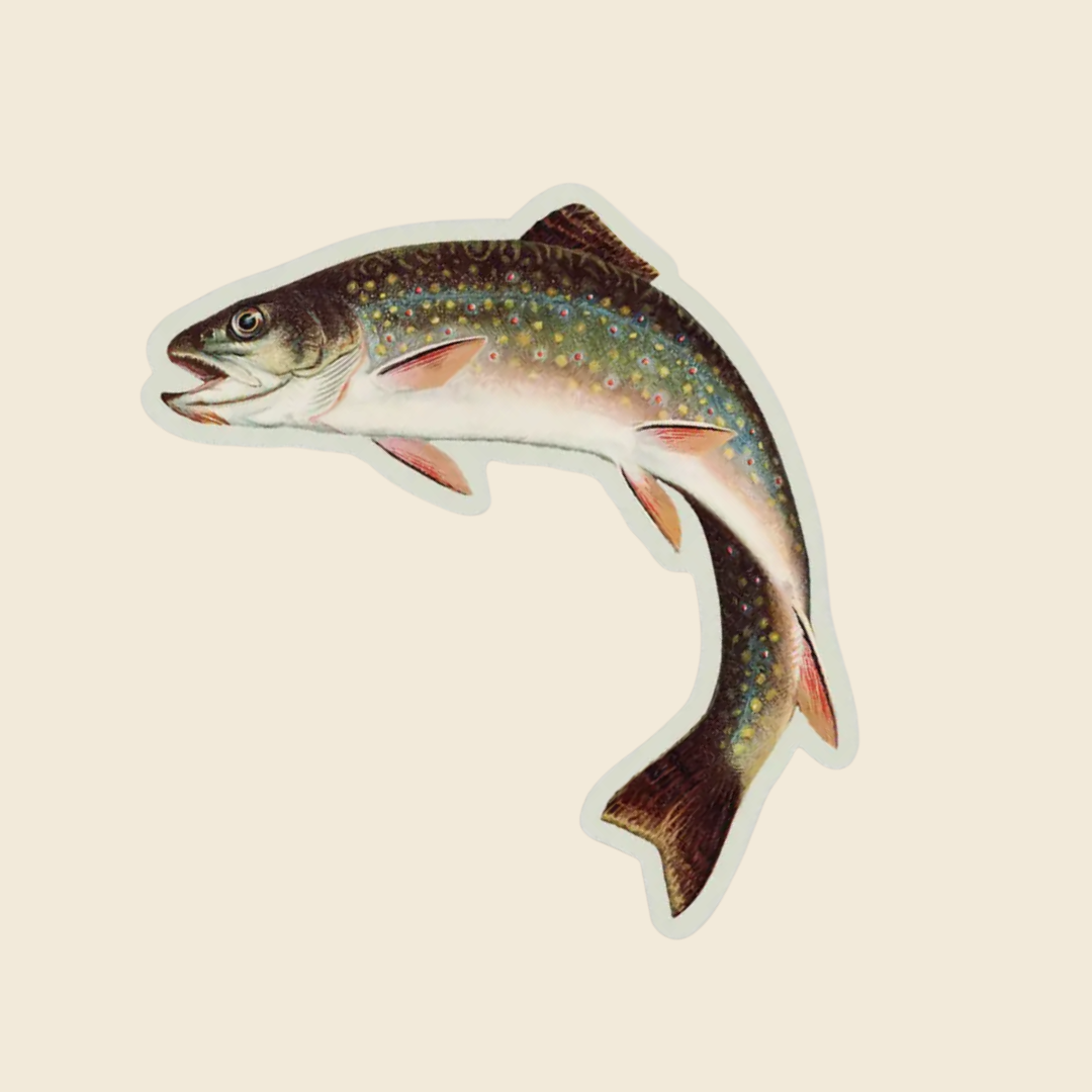 Rainbow Trout Gap Filler Sticker