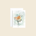 Carolina Wren On Milkweed