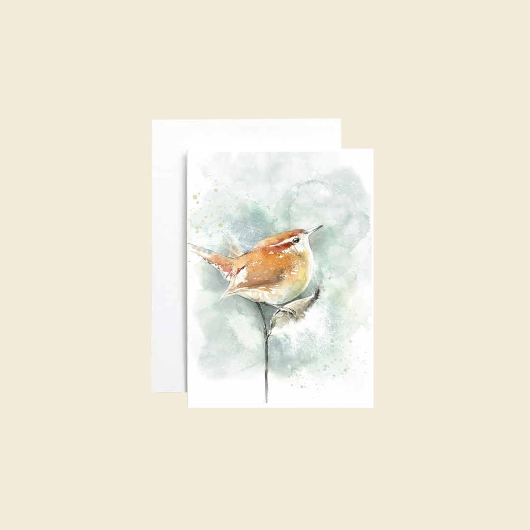 Carolina Wren On Milkweed